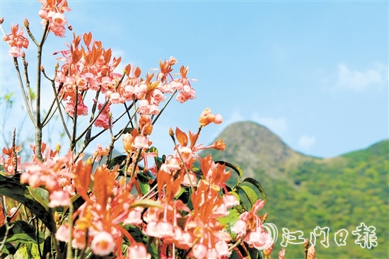 不少攝影發(fā)燒友到恩平市大槐鎮(zhèn)大人山，搶抓時機(jī)拍攝吊鐘花。