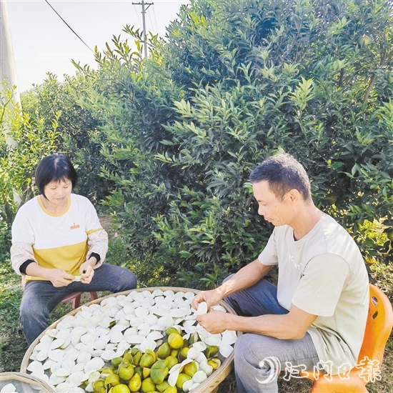 果農(nóng)正忙著剝柑皮、曬柑皮。