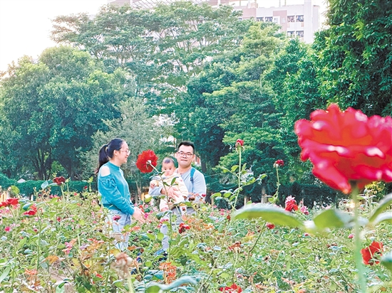 東湖公園玫瑰花艷麗綻放。