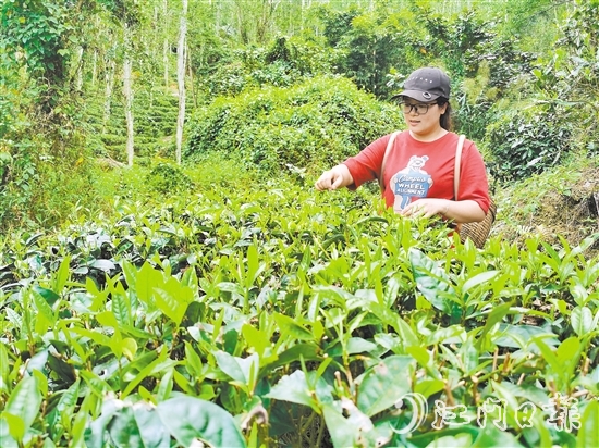 吳小敏親力親為，打理茶園。