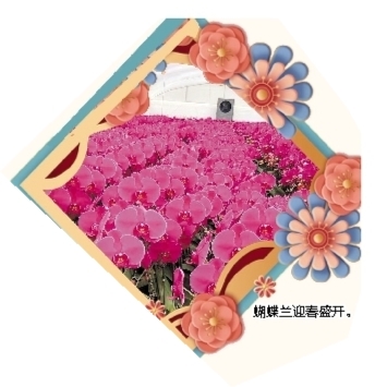 蝴蝶蘭迎春盛開。