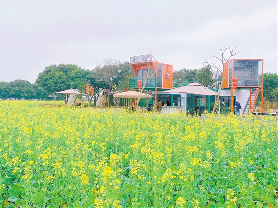 大沙鎮(zhèn)蕉園營地。