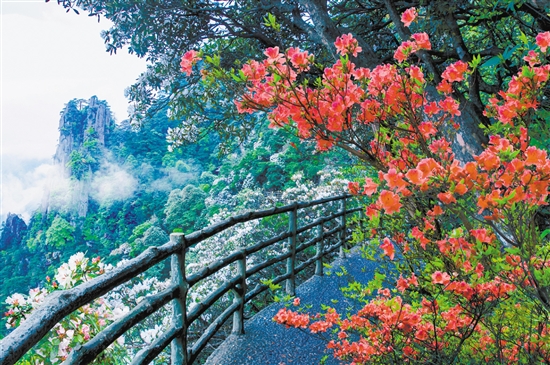 羊獅慕杜鵑花盛放。資料圖