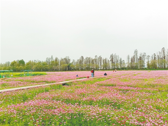 江海區(qū)都市農(nóng)業(yè)生態(tài)公園格?；ǜ傁嗍⒎?。
