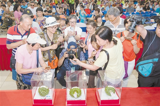 2018年6月1日，2018第五屆廣東（江門）杜阮涼瓜美食文化旅游節(jié)在五邑華僑廣場(chǎng)會(huì)展中心開幕。市民紛紛用鏡頭拍下“涼瓜王”。