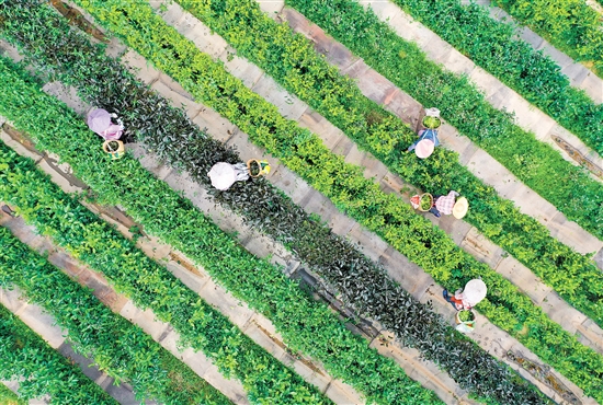 在開平市大沙里農(nóng)業(yè)科技發(fā)展有限公司的茶園里，茶壟纏繞山腰，滿山翠綠。茶農(nóng)穿梭在茶園之中，采摘第一批春茶。江門日報(bào)記者