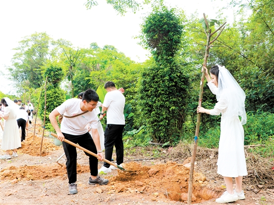 “520”來臨前，蓬江區(qū)25對新人在杜阮涼瓜田園綜合體舉行集體婚禮，并種下“愛情樹”、共植“同心林”。