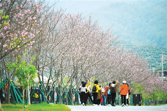 鶴城鎮(zhèn)城西村櫻花大道鋪設(shè)瀝青路近1.2公里，種植2200多棵櫻花樹(shù)，包括牡丹櫻、紅粉佳人櫻、廣州櫻等13個(gè)品種的櫻花。今年還種植了油菜花、玫瑰花等，增設(shè)了鐵軌小火車(chē)等游樂(lè)設(shè)施，迎接八方來(lái)客。