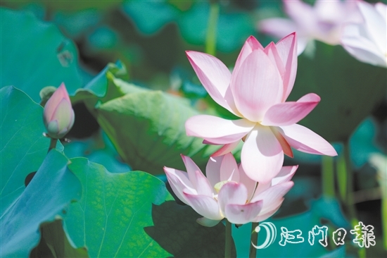 荷花亭亭玉立，惹人憐愛(ài)。