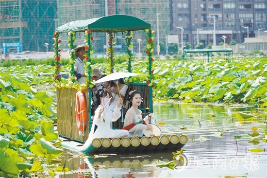 游客乘坐游船觀賞荷花。