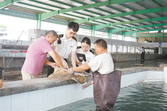 海關(guān)關(guān)員對(duì)臺(tái)山出口鰻魚進(jìn)行監(jiān)管。