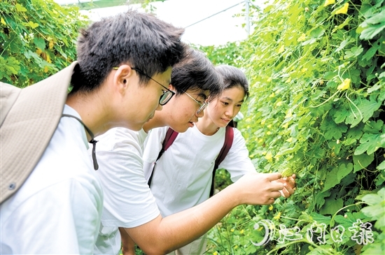 高校青年走進田間地頭了解杜阮涼瓜的生長環(huán)境和采摘技巧。