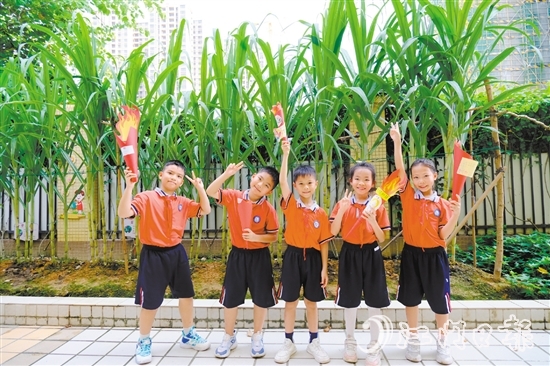 朗晴小學(xué)學(xué)生打卡校園甘蔗地。