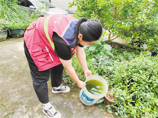 市疾控中心工作人員清理積水以預(yù)防登革熱。