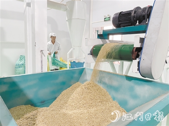 源林生態(tài)有機米的年產(chǎn)量達700噸。