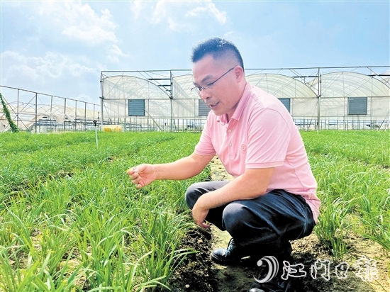 麥健輝蹲在韭菜田中，認(rèn)真觀察韭菜長勢。