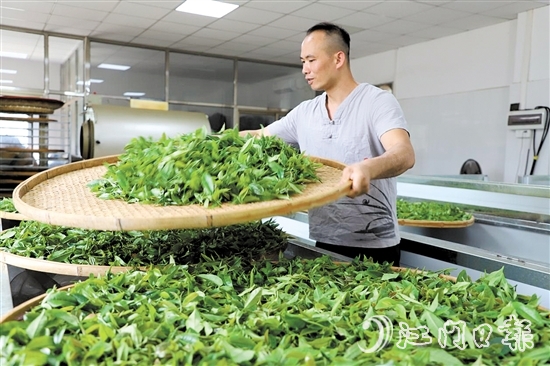 吳藝華堅(jiān)持用傳統(tǒng)方法制茶。