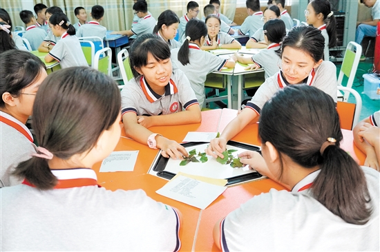 學生們學習認識常見中藥。