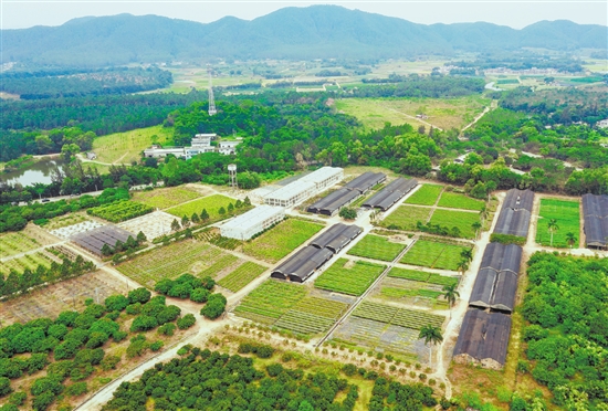 臺(tái)山市紅嶺種子園作為國家重點(diǎn)林木良種基地，落實(shí)高世代和智能育種區(qū)建設(shè)，帶動(dòng)多家企業(yè)和育苗個(gè)體戶營建濕加松松樹良種繁育圃120公頃，累計(jì)生產(chǎn)苗木超3.7億株，良種良法廣泛推廣至南方11個(gè)省區(qū)。