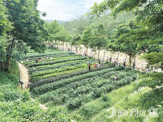 學(xué)生們?cè)诖笊忱铩g茶谷的茶園里體驗(yàn)采茶。