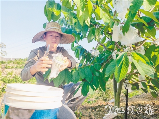 釋迦果采摘季將持續(xù)到明年3月中旬。