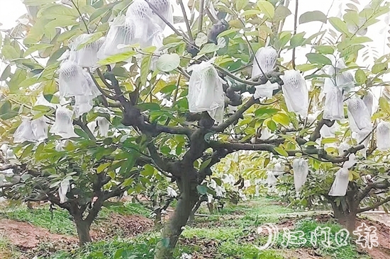 在址山鎮(zhèn)昆中村的釋迦果種植基地，碩大的釋迦果掛滿枝頭。