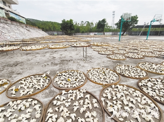上凱村積極發(fā)展茶枝柑產(chǎn)業(yè)。