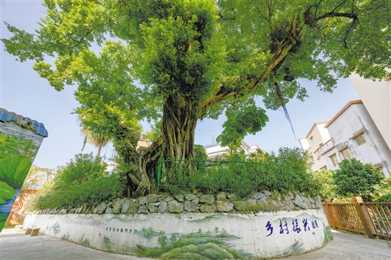 村內(nèi)的古榕已經(jīng)300多歲了。