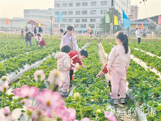 小朋友們手持剪刀，細(xì)心地采摘草莓。