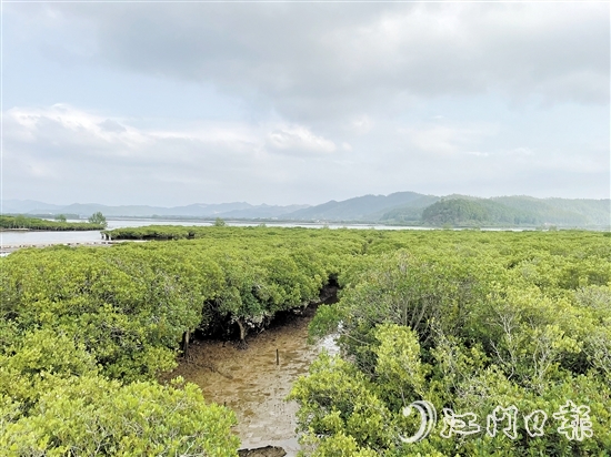 恩平鎮(zhèn)海灣紅樹林是環(huán)鎮(zhèn)海灣生態(tài)文明發(fā)展示范區(qū)的一顆耀眼明珠。