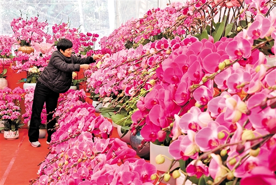 蘭花是年花市場(chǎng)的寵兒，深受市民喜愛。