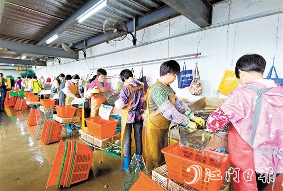 新會成功培育出國家首批農(nóng)業(yè)產(chǎn)業(yè)強鎮(zhèn)大鰲鎮(zhèn)，推動鄉(xiāng)村產(chǎn)業(yè)振興。