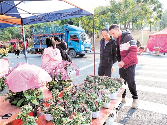 市民在鶴山迎春花市挑選年花。