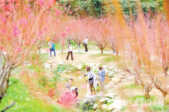 白水帶風(fēng)景區(qū)桃花盛開，吸引大量游客前來打卡。付師華