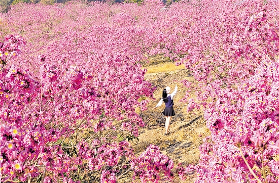 鶴山市共和鎮(zhèn)來蘇村的紫花風鈴木綻放。