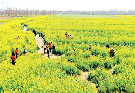 江海區(qū)都市農(nóng)業(yè)生態(tài)園油菜花盛開，吸引不少市民前往游玩。