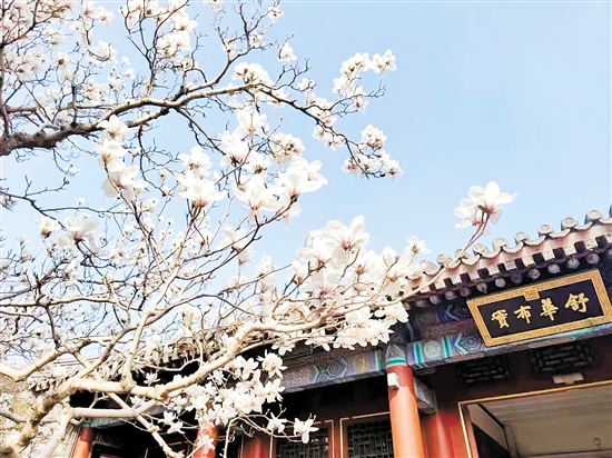 春天，北京頤和園的白玉蘭盛放，尋芳賞春正當時。