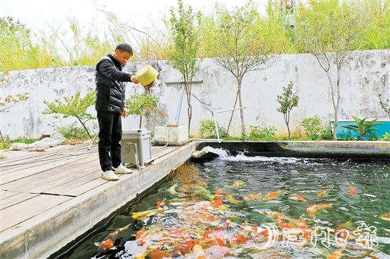 在新港錦鯉養(yǎng)殖場，場主劉耀新將餌料一撒而下，塘中色彩艷麗的錦鯉蜂擁而至，爭搶食物。