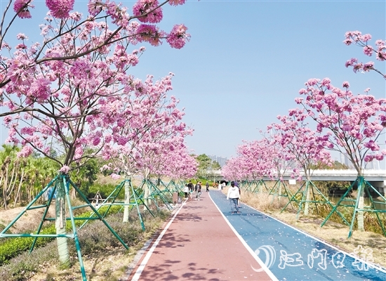 新會區(qū)推動碧道建設，美麗的風光吸引眾多市民、游客前來觀賞。