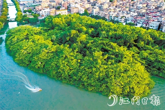新會區(qū)加快水經(jīng)濟試點建設，推進小鳥天堂濕地周邊水系及基礎設施提升工程，打造綠色水經(jīng)濟“新會樣板”。