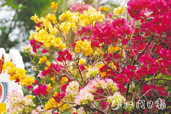 東湖公園種植了多個簕杜鵑品種。