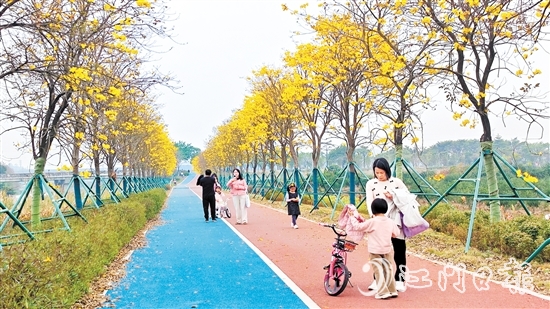 新會(huì)英洲海碧道兩旁的黃花風(fēng)鈴吸引了不少市民和游客。