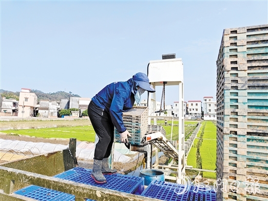 工人正在回收秧盤，準備培育下一批秧苗。