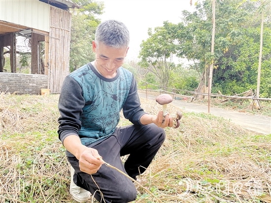 勞浩山介紹赤松茸時滔滔不絕。