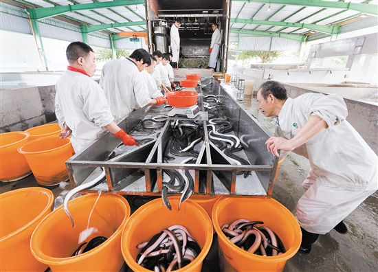 臺(tái)山市鰻魚產(chǎn)業(yè)園構(gòu)建了飼料生產(chǎn)、鰻魚養(yǎng)殖、烤鰻加工和鰻魚出口“一條龍”式的鰻魚產(chǎn)業(yè)鏈，活鰻年產(chǎn)量約50502噸。