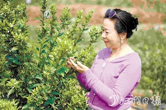 周詠蓮在柑果園中查看柑花生長(zhǎng)情況。
