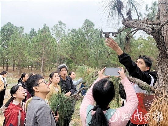 志愿者向大家講解松樹的生長(zhǎng)特性和授粉過程。