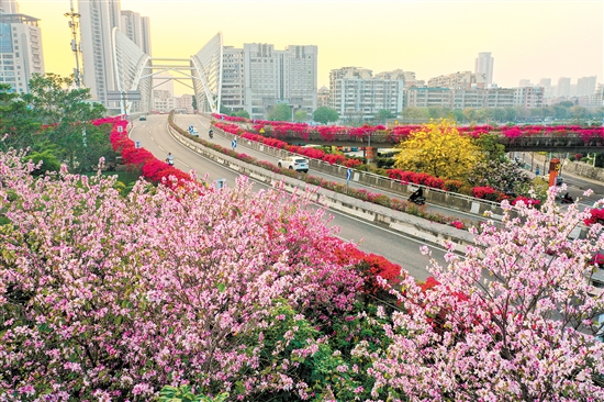 蓬江區(qū)東華大橋周圍鮮花競相開放。郭永樂