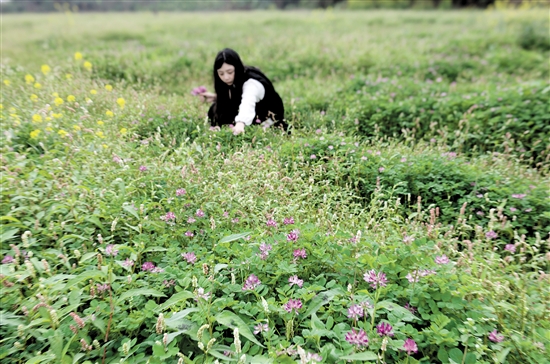 開平市塘口鎮(zhèn)龍光里的紫云英迎來花期。周華東