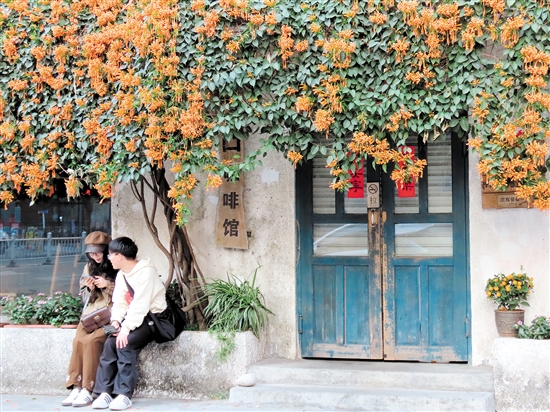 開平市三埠街道港口路的炮仗花開得絢爛熱烈。李淑珩